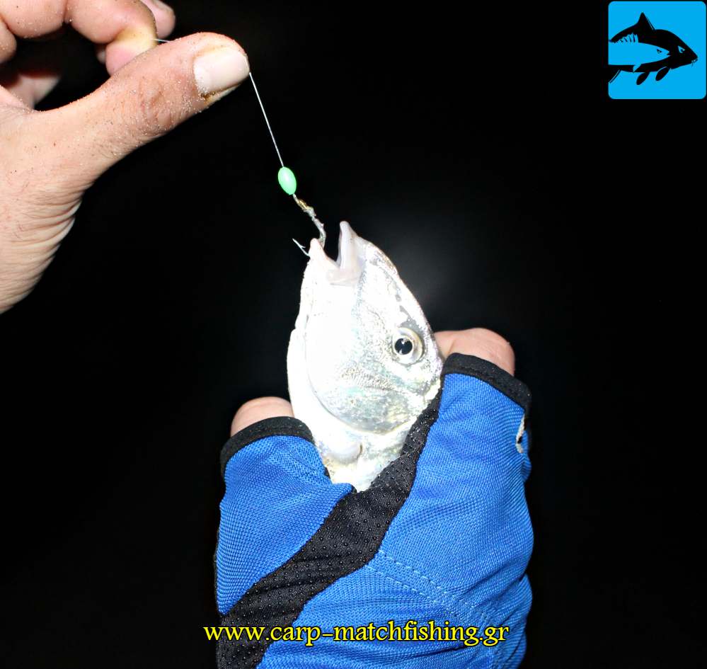 dolosia xantra mourmoura carpmatchfishing
