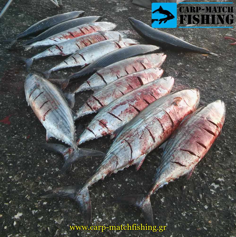 palamides casting carpmatchfishing