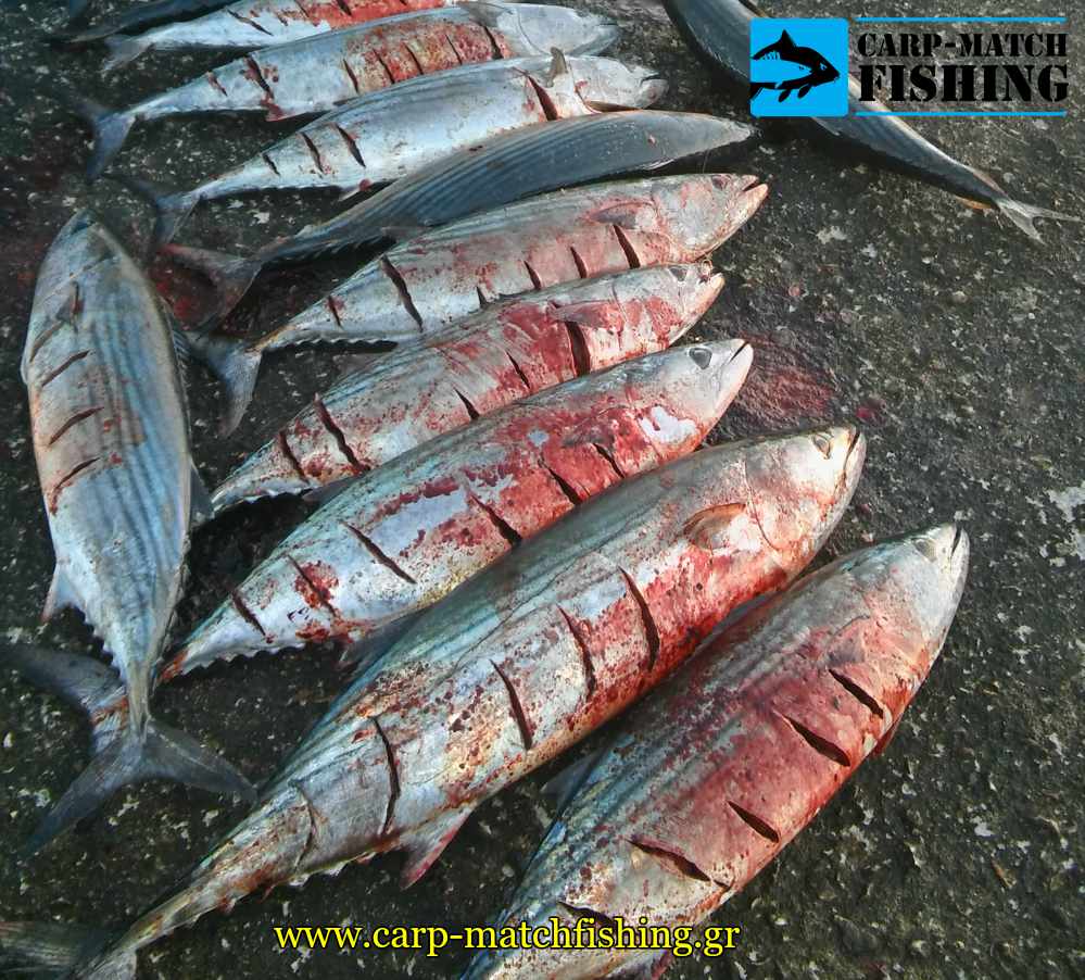 palamides psarema psaria kato carpmatchfishing