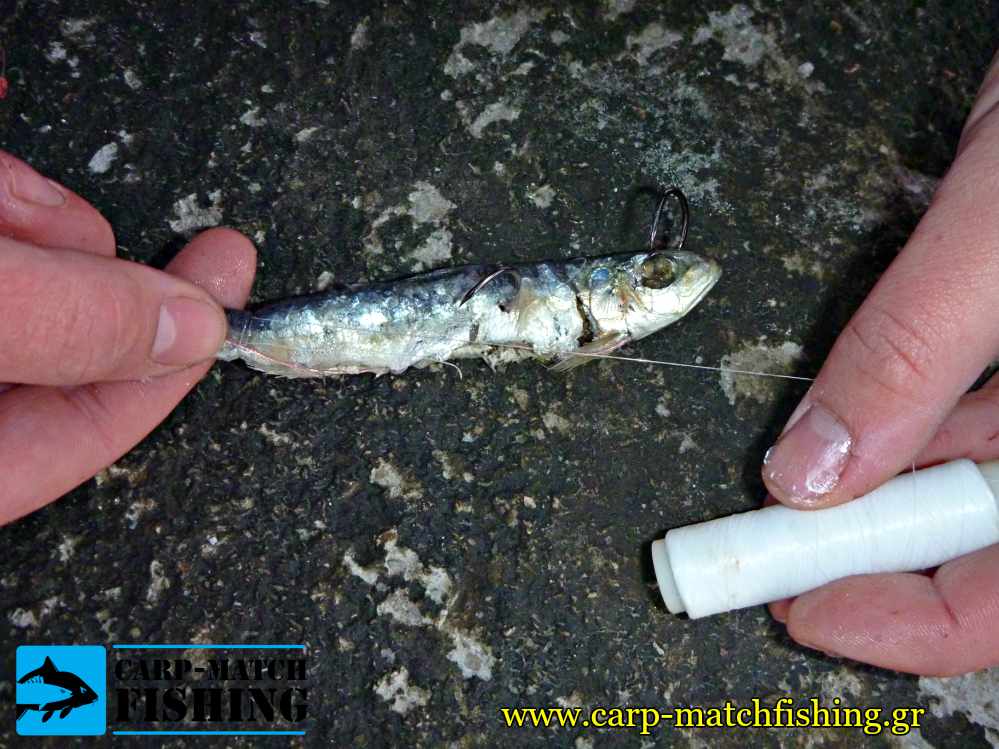 psarema palamidas nima psarodoli casting carpmatchfishing