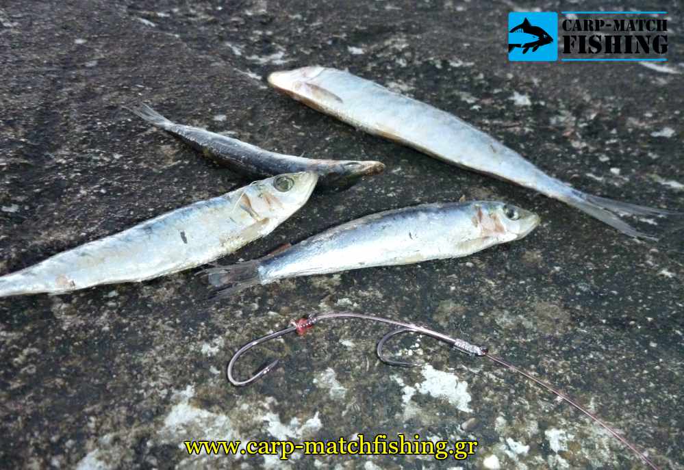 psarema palamidas psarodolia casting carpmatchfishing