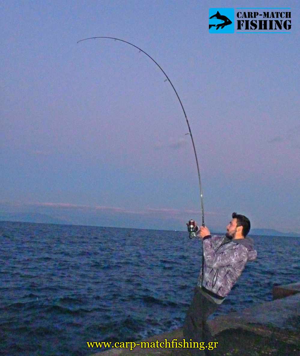 psarema palamidas rod fight carpmatchfishing
