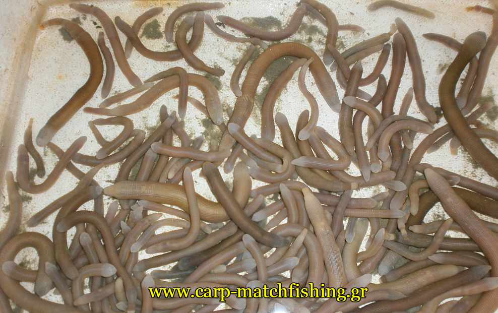 monodolia surfcasting sargoi carpmatchfishing