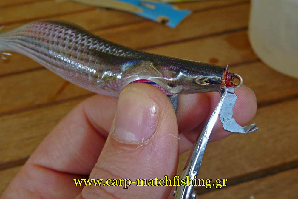 eging-jigskinz-ko-kalamariera-soupies-carpmatchfishing