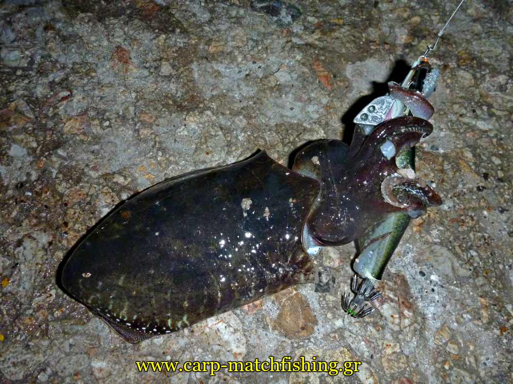eging-soupia-sardine-jigskinz-psarema-carpmatchfishing