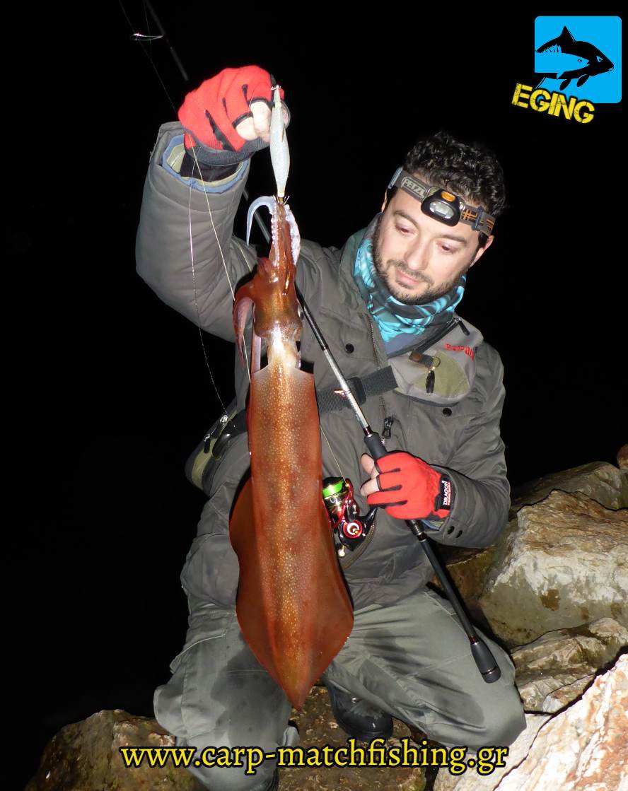 squid white keimura uv eging carpmatchfishing