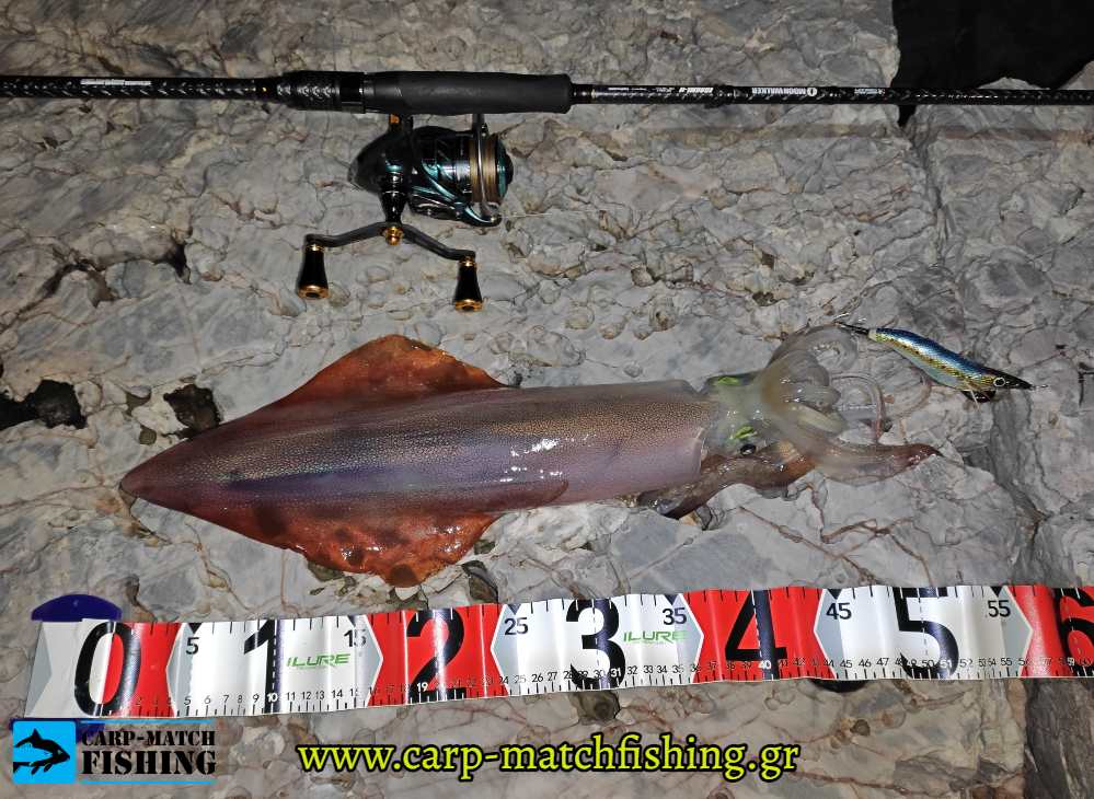 molix sardine millerighe eging big squid carpmatchfishing
