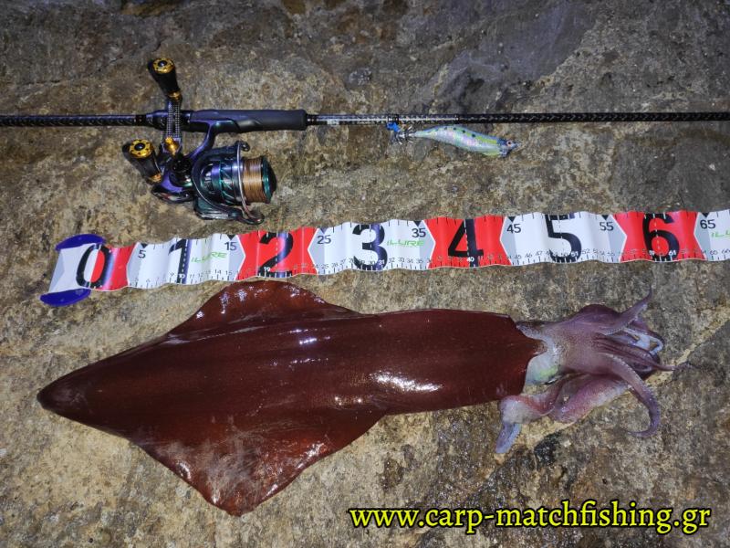 squid kalamari eging carpmatchfishing