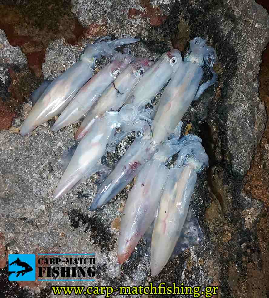 squids eging carpmatchfishing