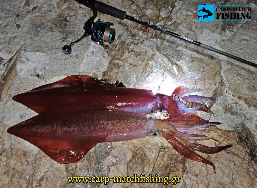 kalamaria natural garida glow rui eging psarema kalamariou carpmatchfishing