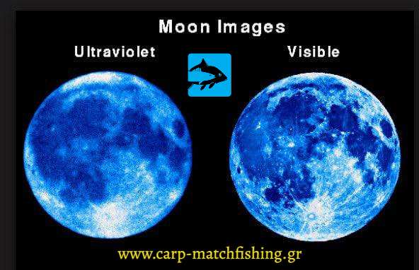 moon at uv sight feggari uv eging carpmatchfishing