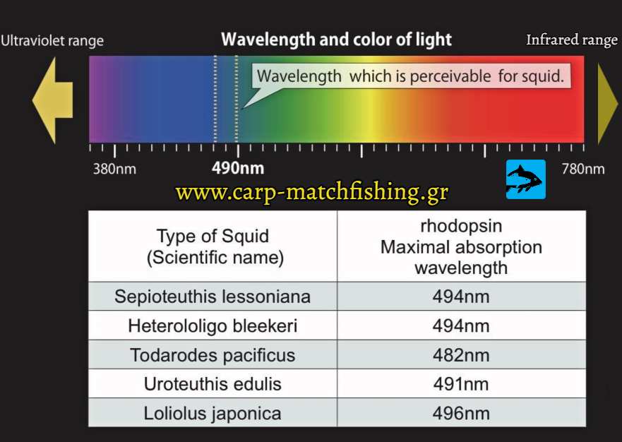 squid species vision orasi kalamarion fasma eging carpmatchfishing