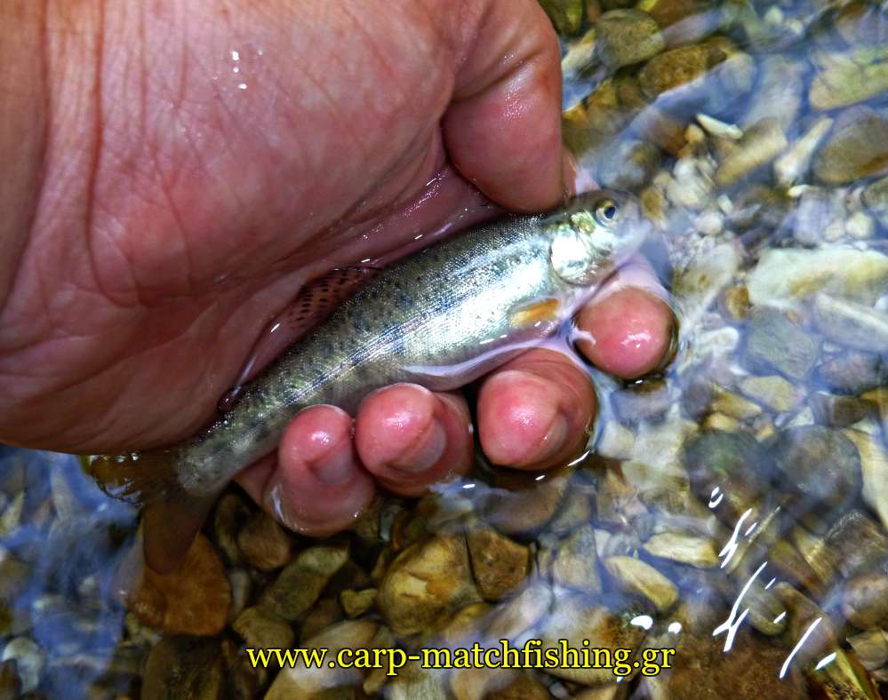 trout-potamia-hpeiros-carpmatchfishing