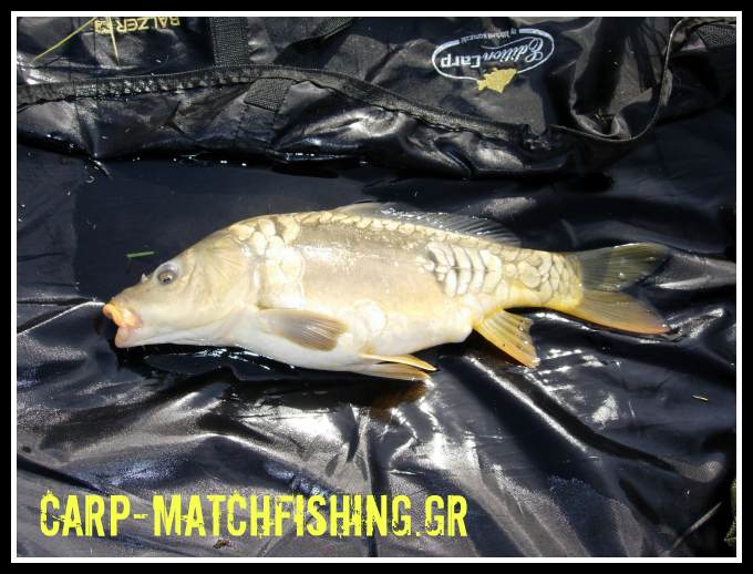 carp