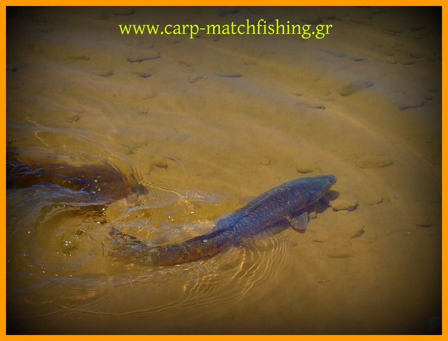 www.carp-matchfishing.gr. Catch and release