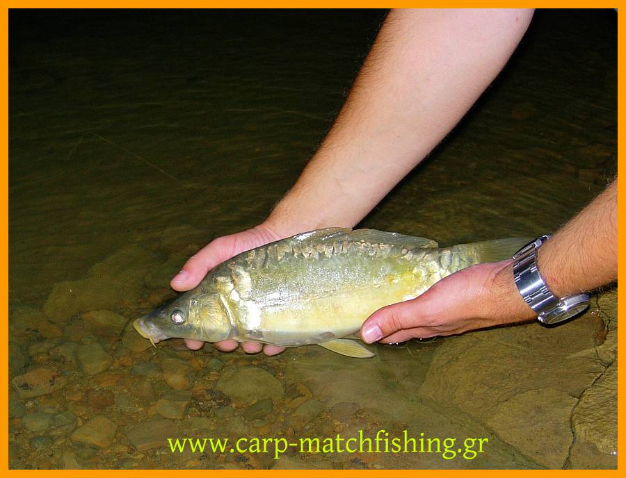 catch-and-release-little-carp.jpg