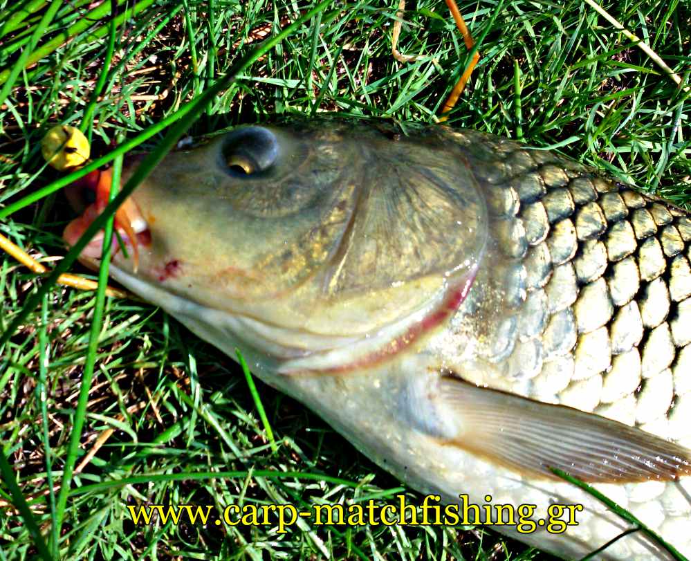 carp-mouth-bait-carpmatchfishing-short-sessions