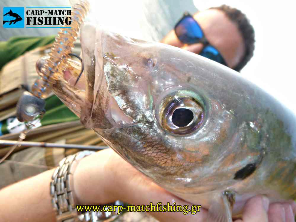 kokkali silikoni mouth lworm shad rf carpmatch