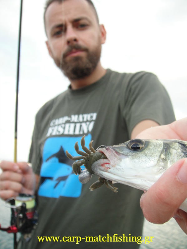 labraki-crab-marukyu-carp-matchfishing.gr