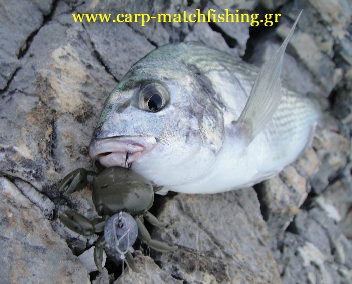 tsipoura-lrf-crabs-carp-matchfishing.gr