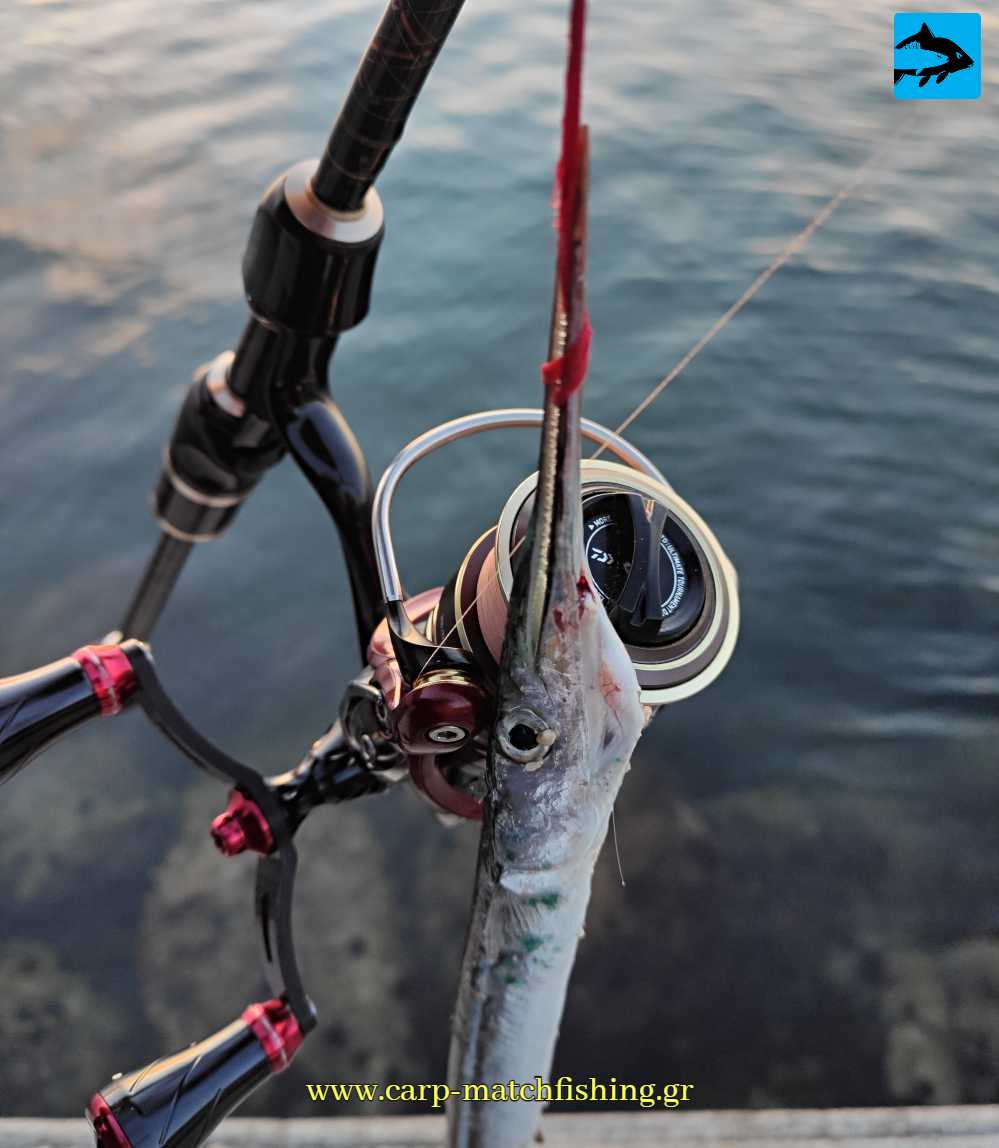 lrf zargana carpmatchfishing matacina