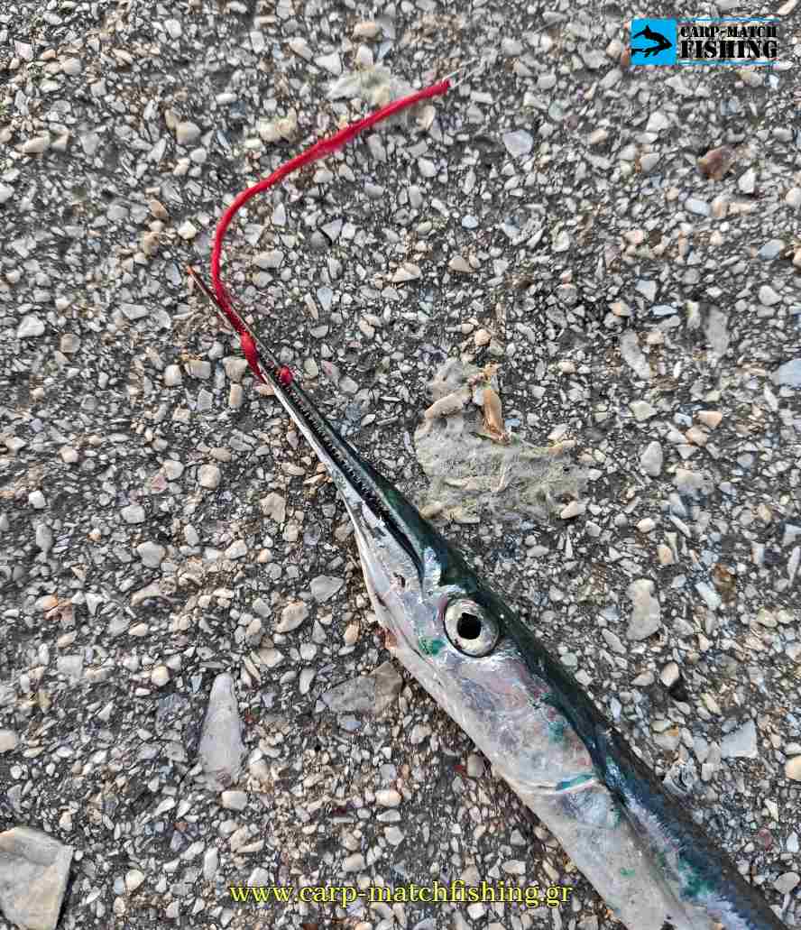 matacina red zargana lrf carpmatchfishing