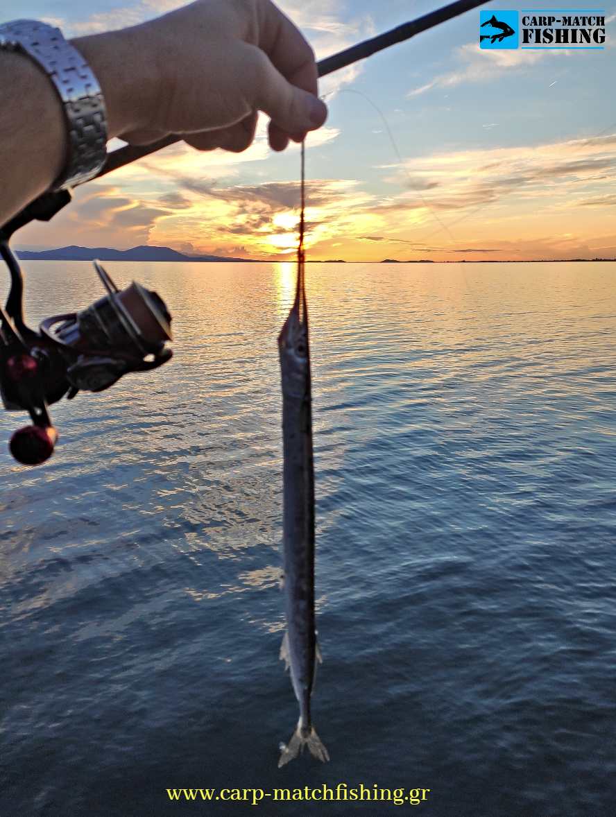 zargana sunset lrf matacina carpmatchfishing