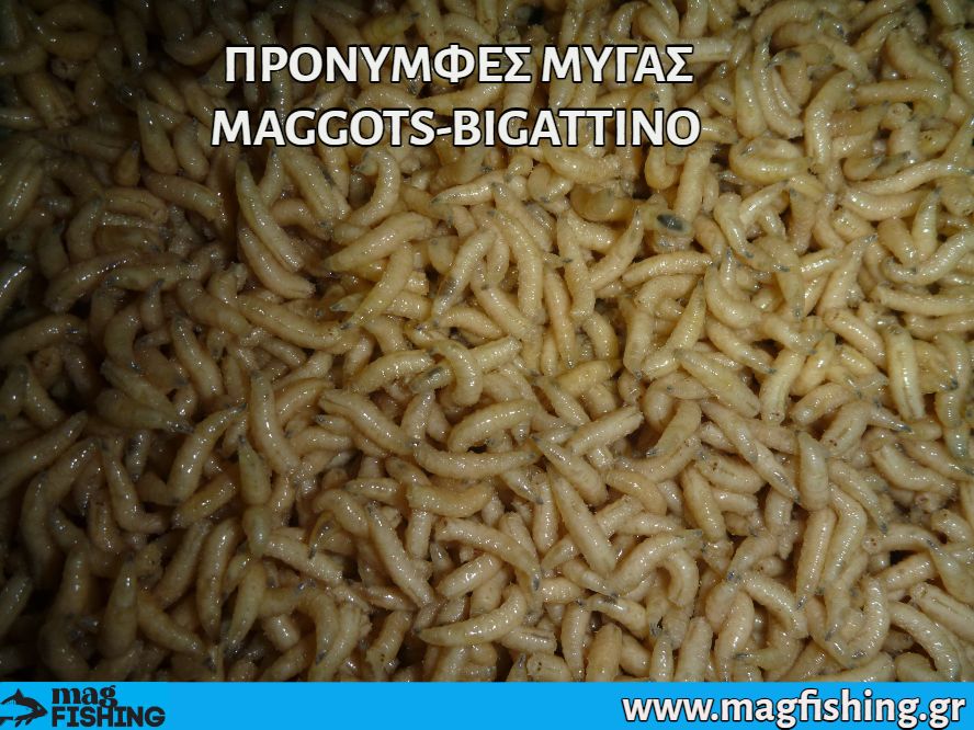 pronimfes migas doloma maggots bigattino magfishing.gr