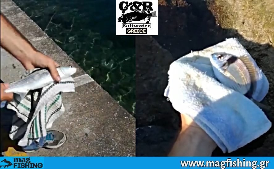 tigania apeleutherosi petseta psaria magfishing.gr