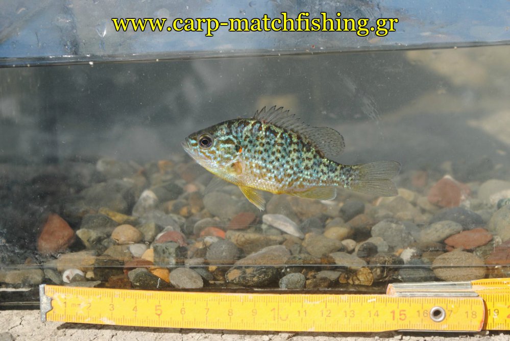 iliopsaro-carpmatchfishing