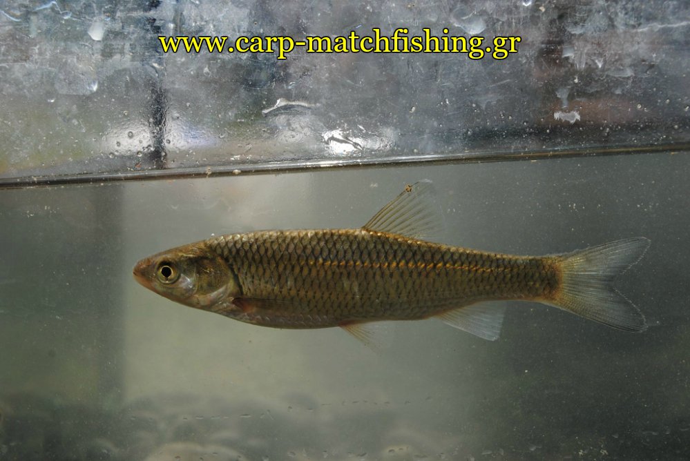 kefalos-glykou-nerou-carpmatchfishing
