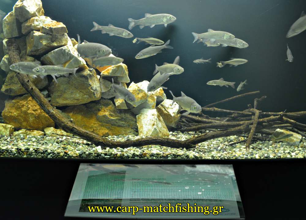 enydreio kastorias aliakmonas carpmatchfishing