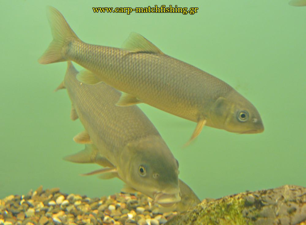 enydreio kastorias barbels barvoi mrianes carpmatchfishing