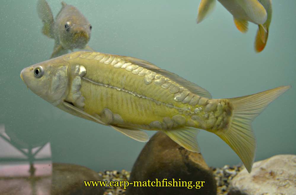 enydreio kastorias carp mirror carpmatchfishing