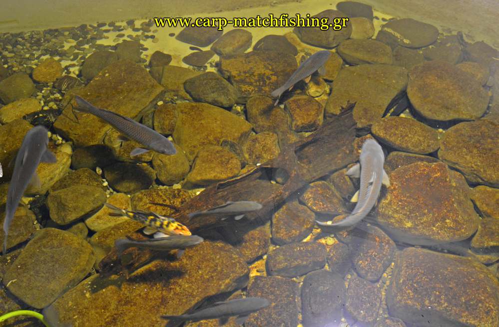 enydreio kastorias carps carpmatchfishing