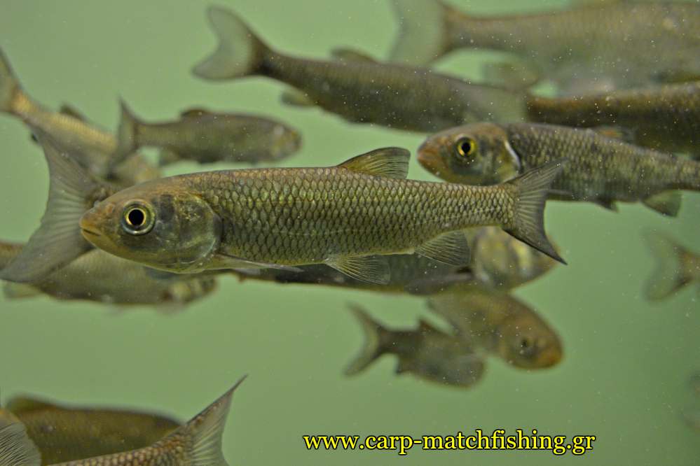enydreio kastorias chub kefalos carpmatchfishing