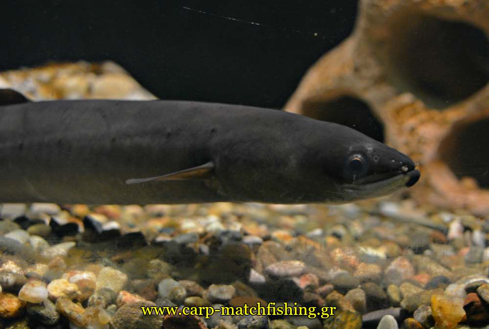 enydreio kastorias eel xeli carpmatchfishing