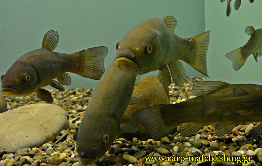 enydreio kastorias glinia carpmatchfishing
