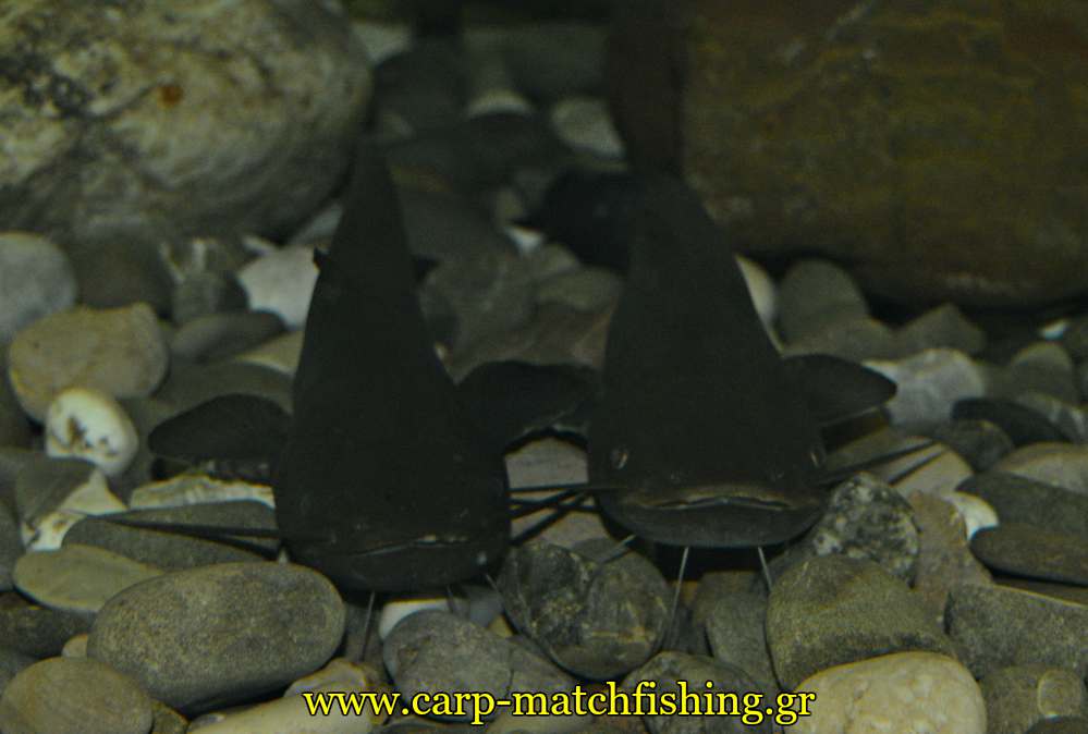 enydreio kastorias goylianoi catfish carpmatchfishing