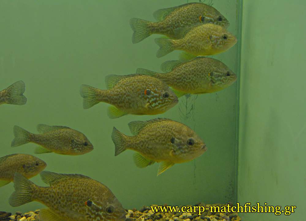 enydreio kastorias hliopsaro carpmatchfishing