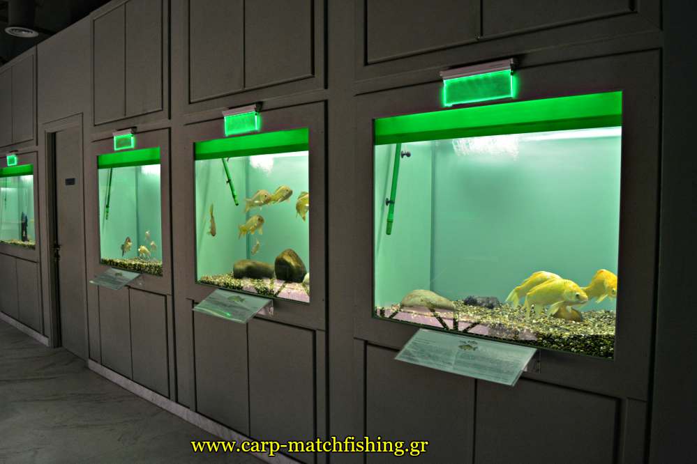 enydreio kastorias inside 4 carpmatchfishing
