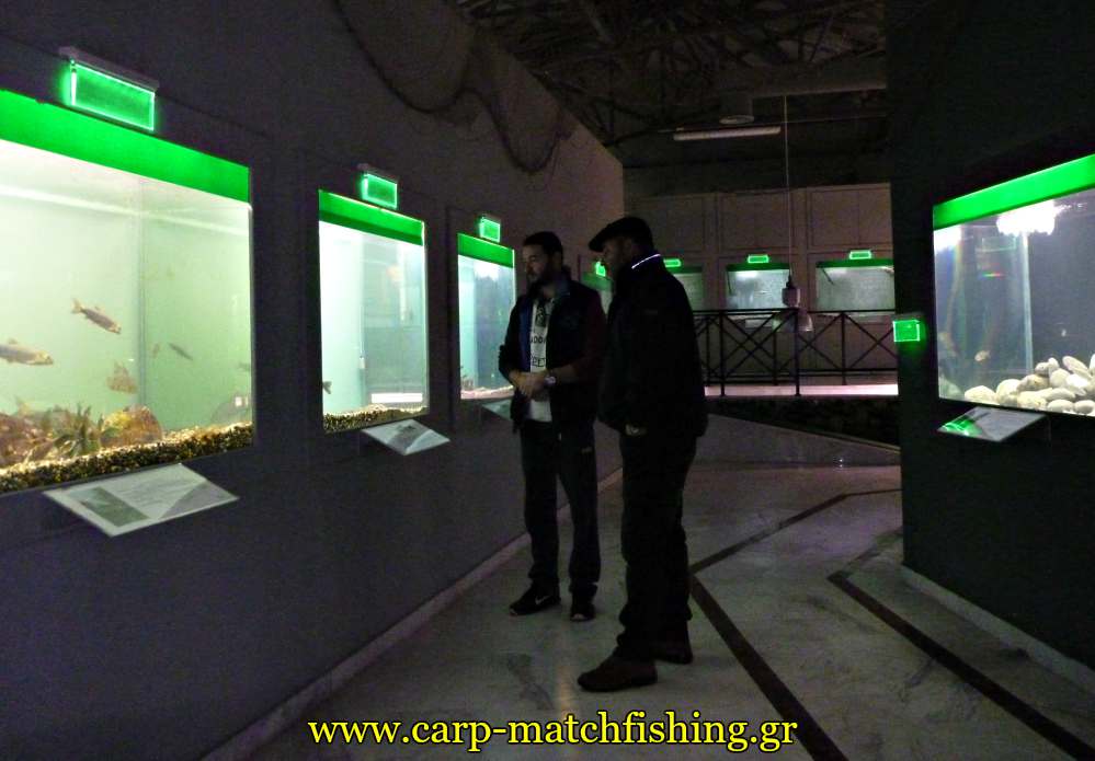 enydreio kastorias inside carpmatchfishing