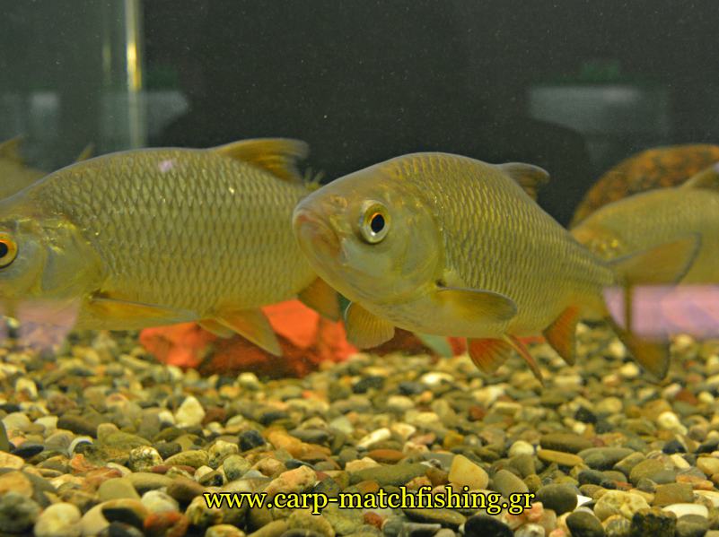 enydreio kastorias kokkinofteres carpmatchfishing