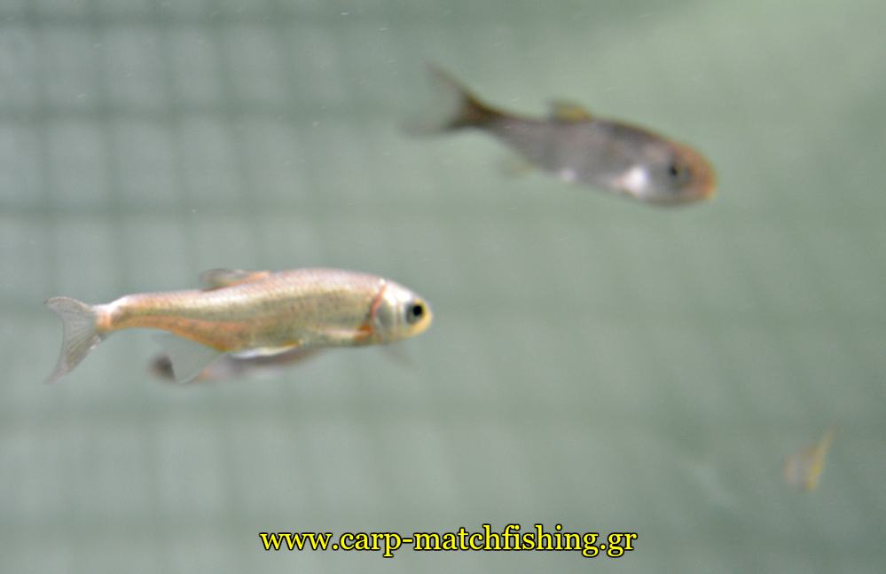 enydreio kastorias koynoypopsaro carpmatchfishing
