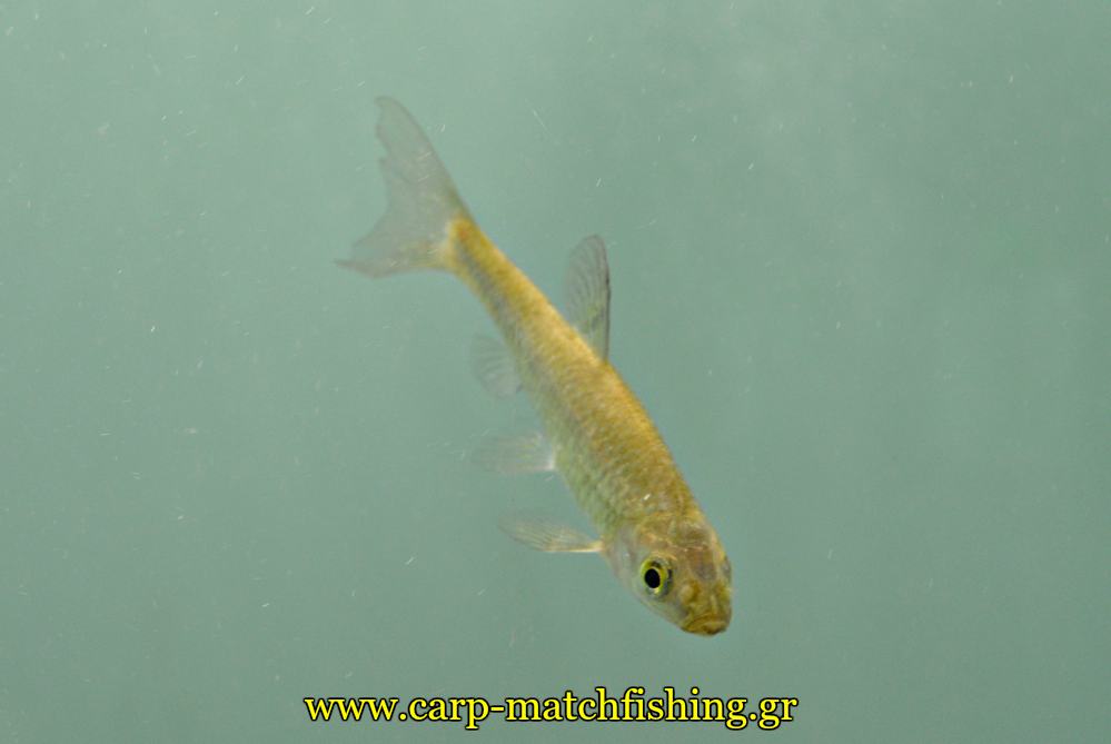 enydreio kastorias mikro psari carpmatchfishing