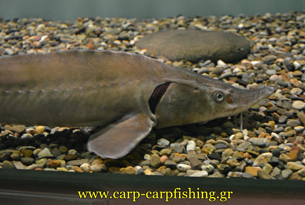 enydreio kastorias oksirinxos stungeon carpmatchfishing