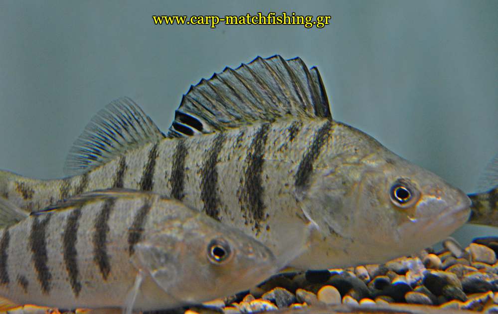 enydreio kastorias perch perka priki carpmatchfishing