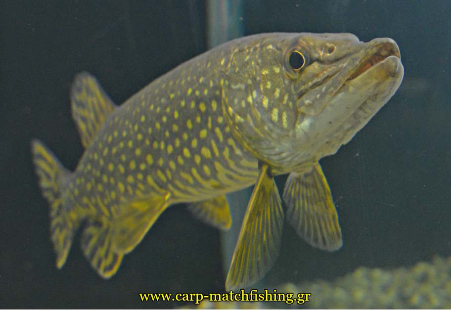 enydreio kastorias pike tourna carpmatchfishing