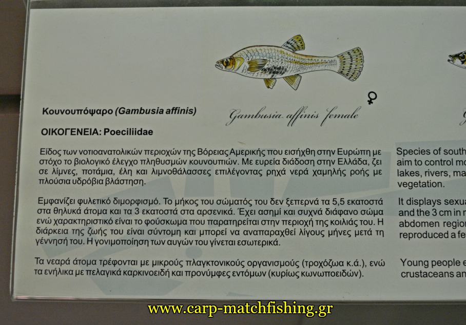 enydreio kastorias pinakas carpmatchfishing
