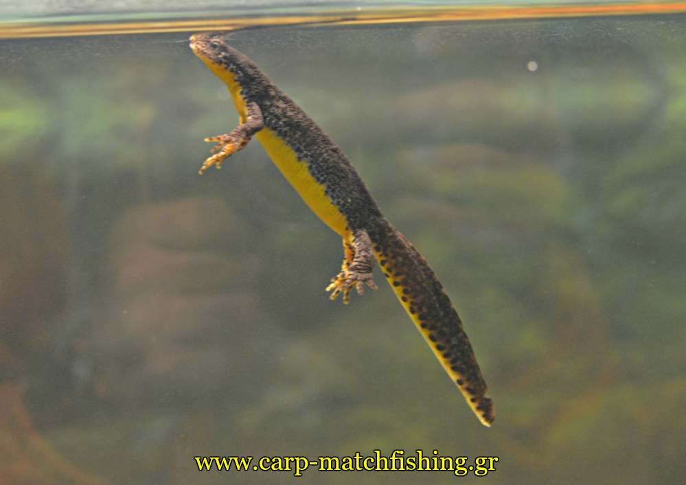 enydreio kastorias tritonas carpmatchfishing